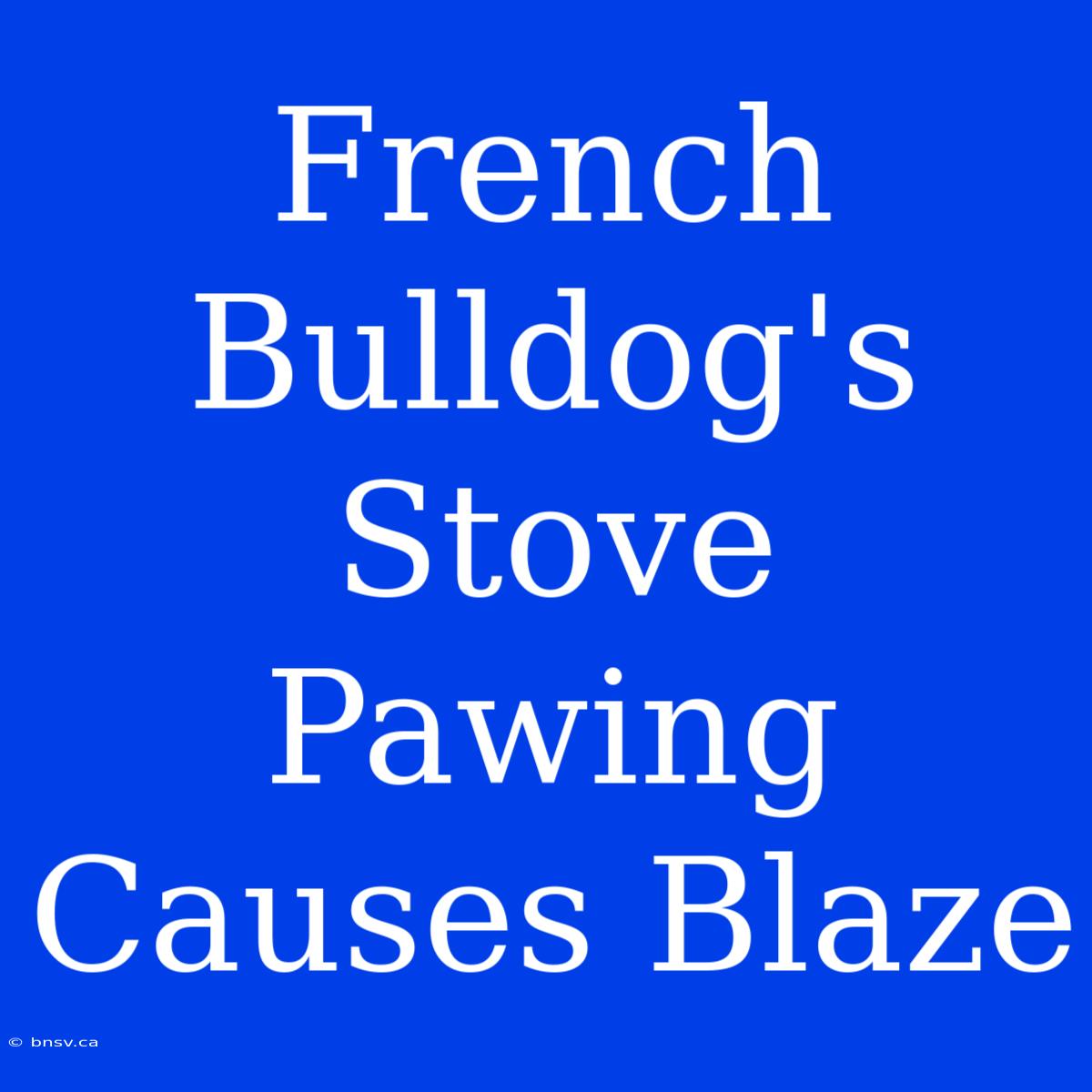 French Bulldog's Stove Pawing Causes Blaze