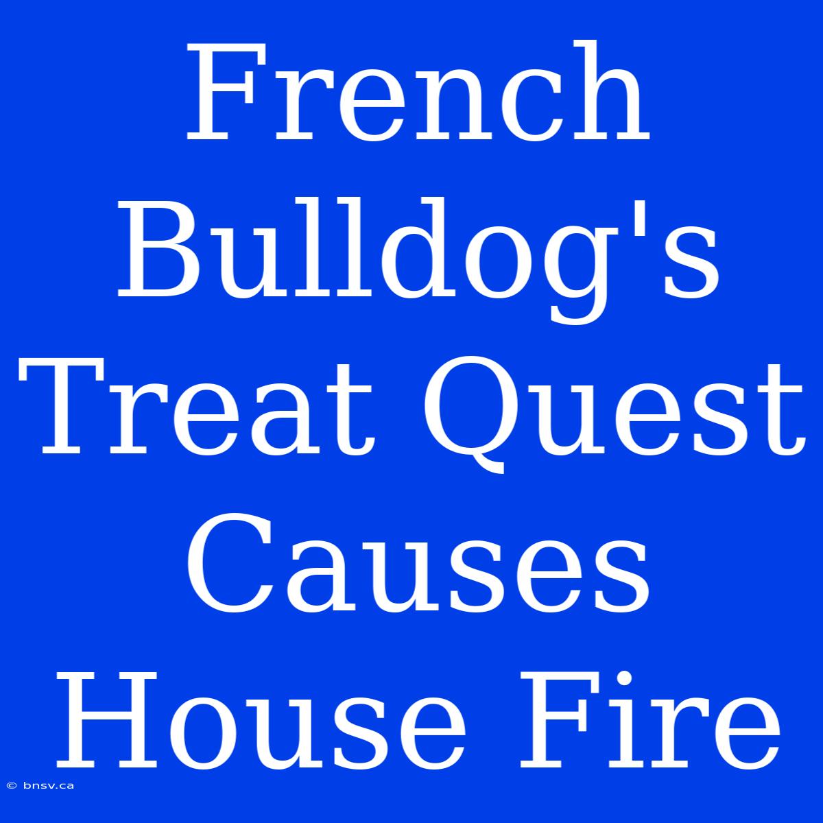 French Bulldog's Treat Quest Causes House Fire