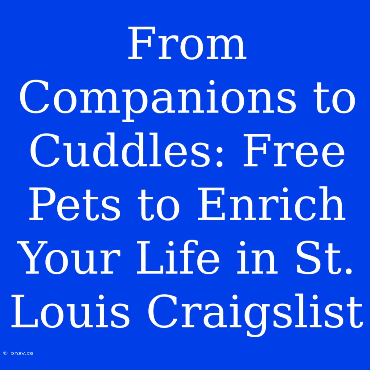 From Companions To Cuddles: Free Pets To Enrich Your Life In St. Louis Craigslist