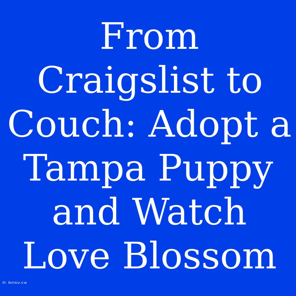 From Craigslist To Couch: Adopt A Tampa Puppy And Watch Love Blossom