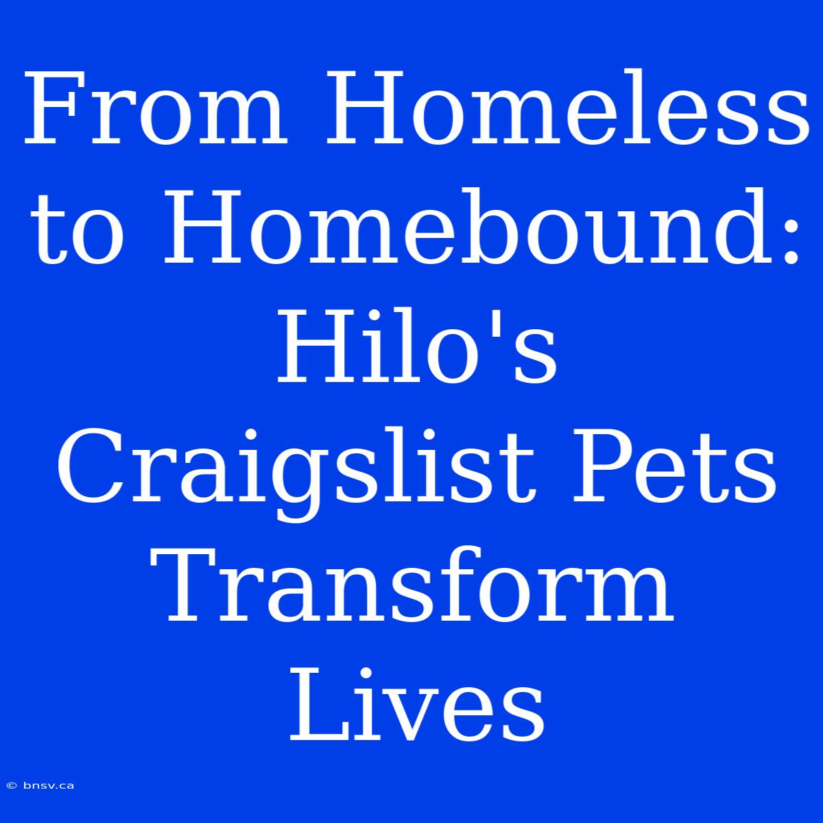 From Homeless To Homebound: Hilo's Craigslist Pets Transform Lives