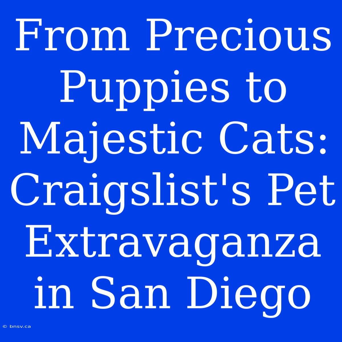 From Precious Puppies To Majestic Cats: Craigslist's Pet Extravaganza In San Diego