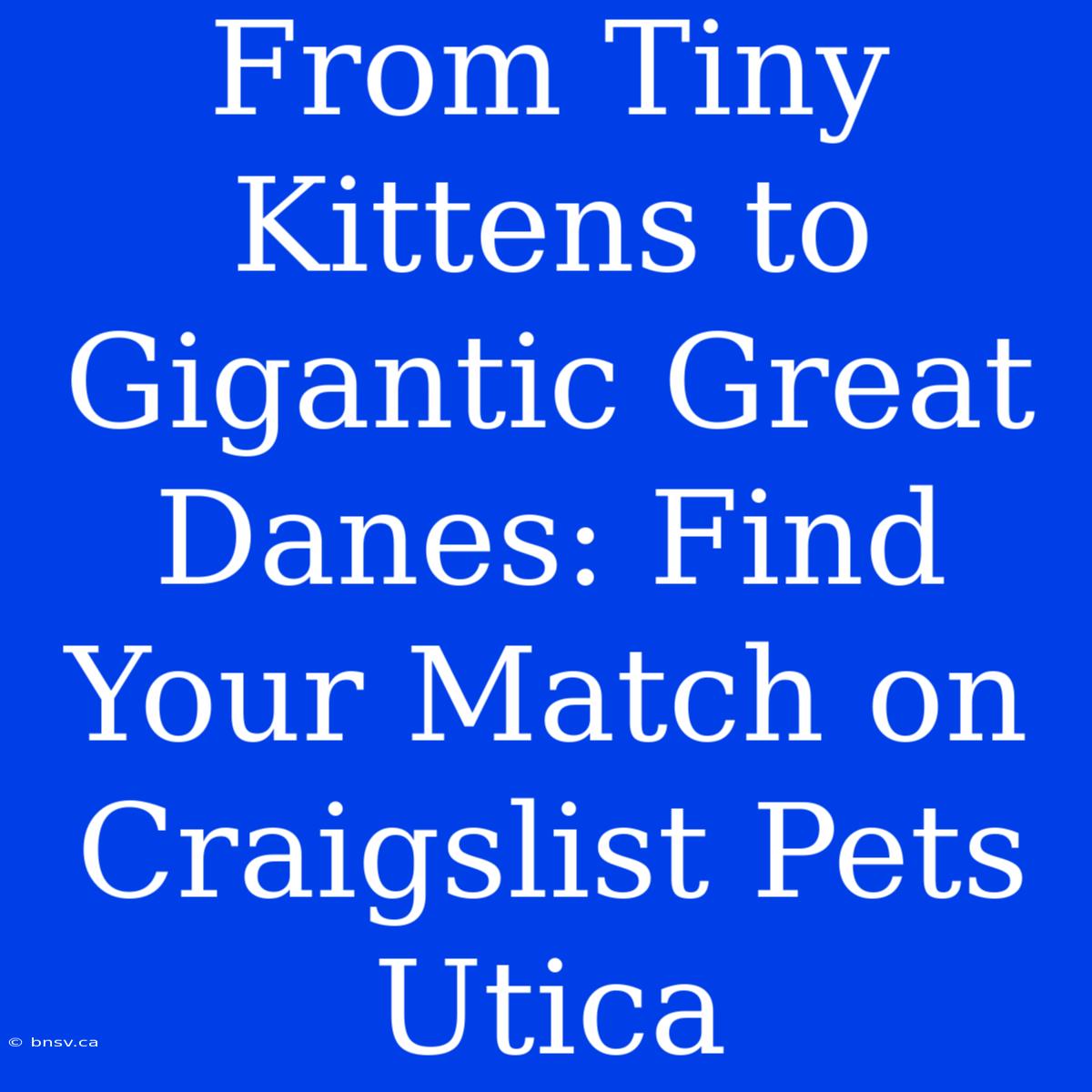 From Tiny Kittens To Gigantic Great Danes: Find Your Match On Craigslist Pets Utica