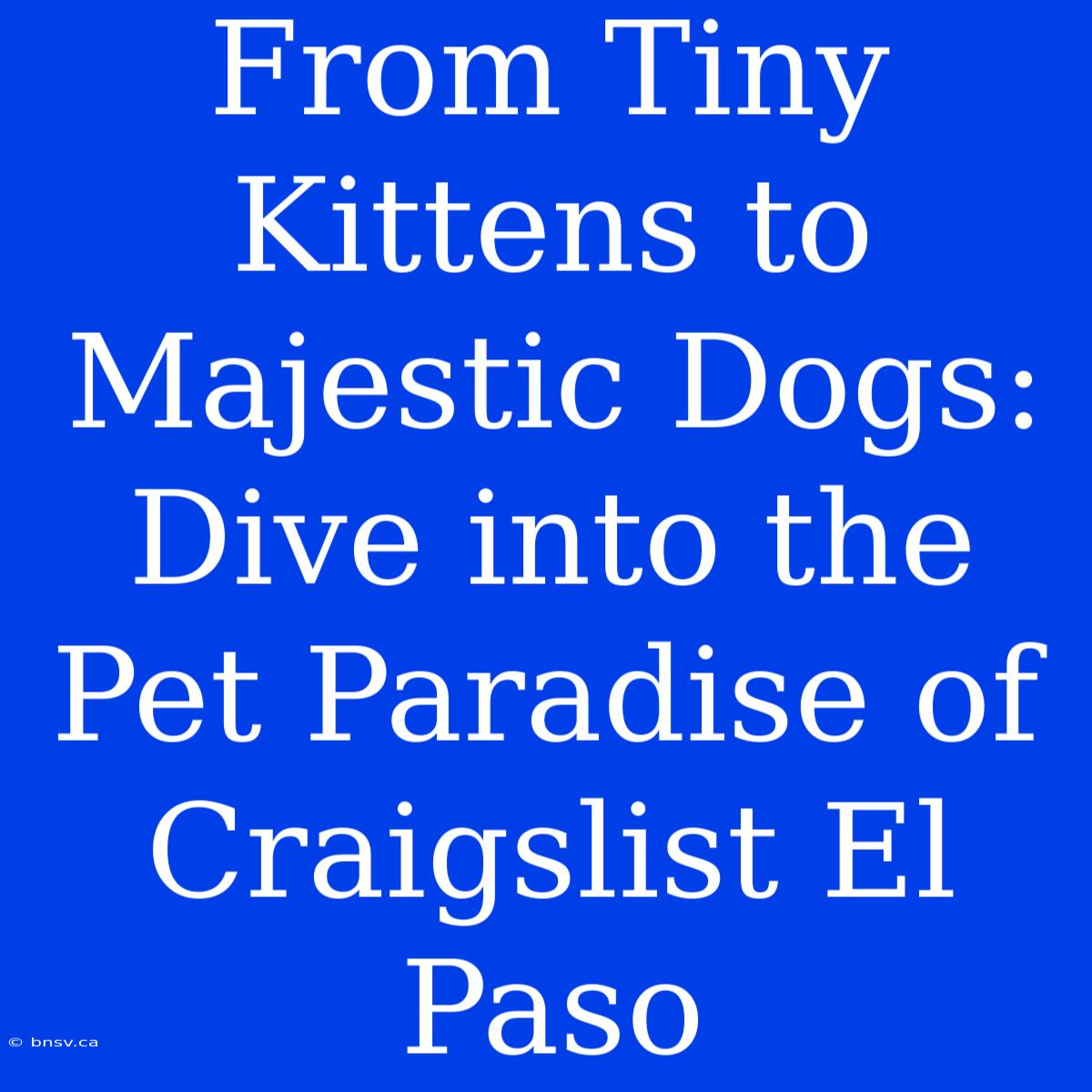 From Tiny Kittens To Majestic Dogs: Dive Into The Pet Paradise Of Craigslist El Paso