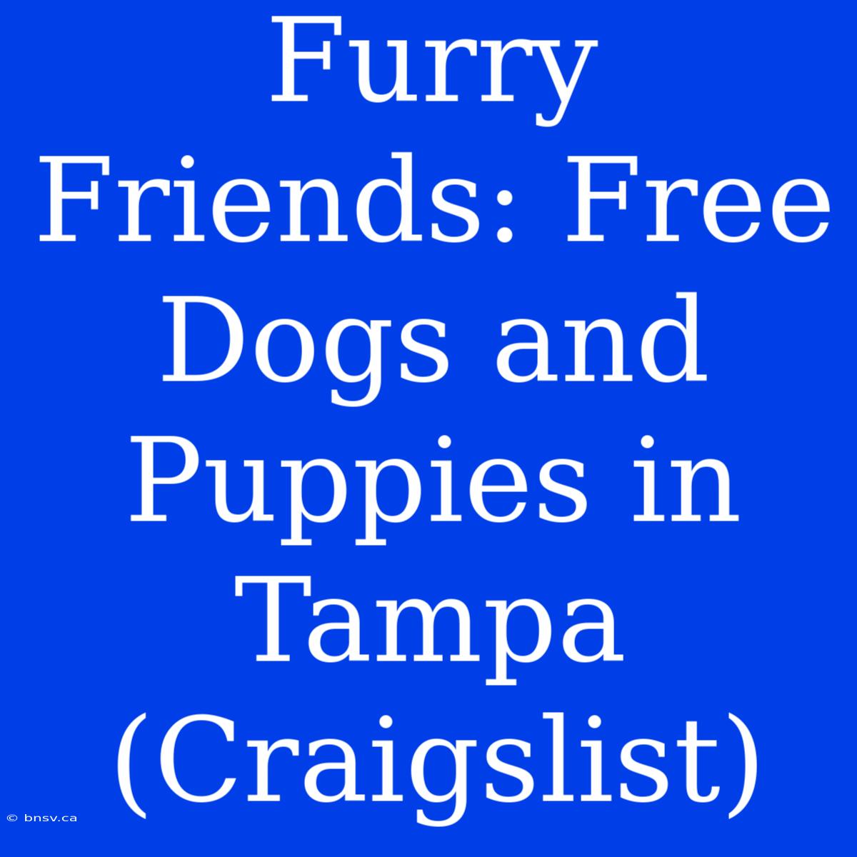 Furry Friends: Free Dogs And Puppies In Tampa (Craigslist)