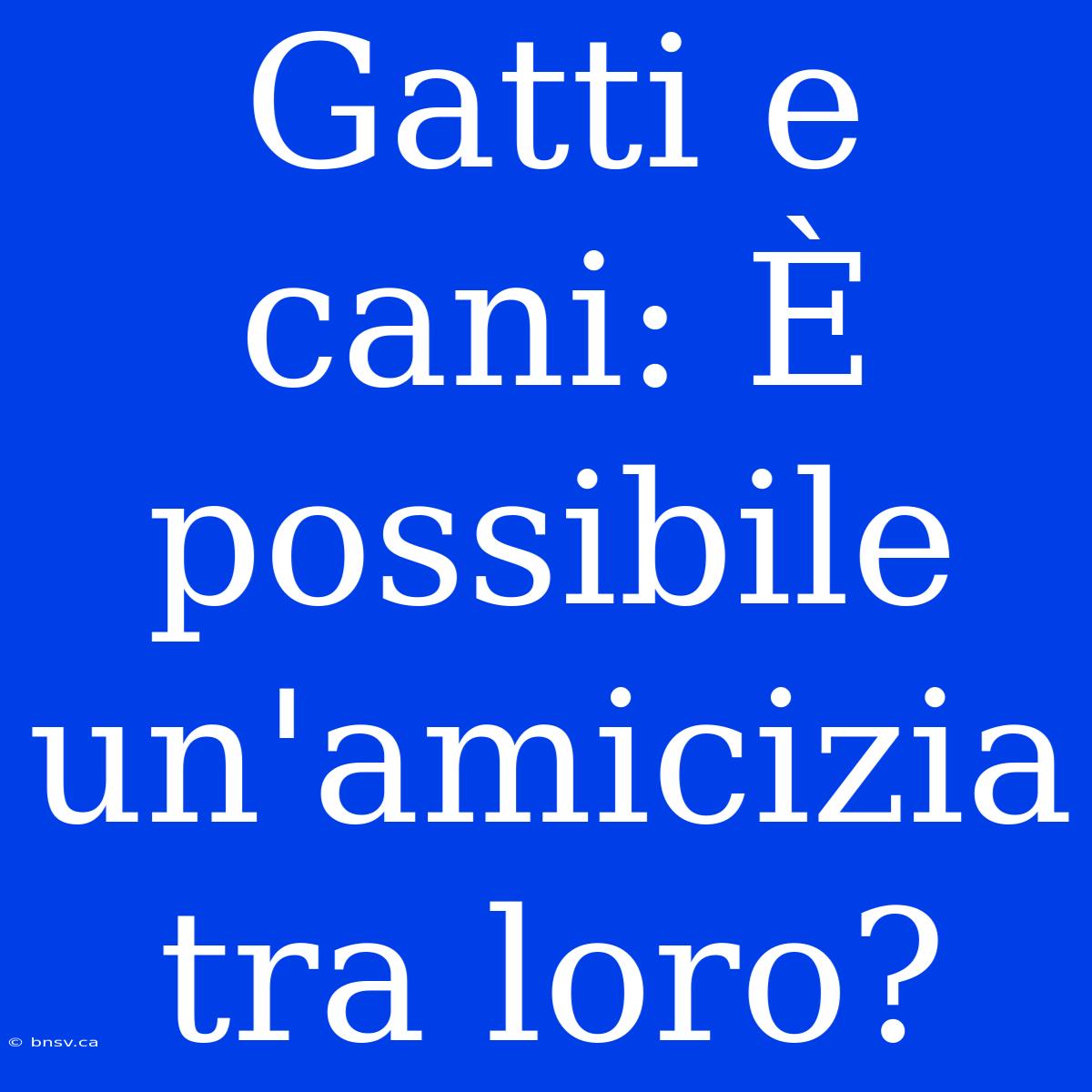 Gatti E Cani: È Possibile Un'amicizia Tra Loro?