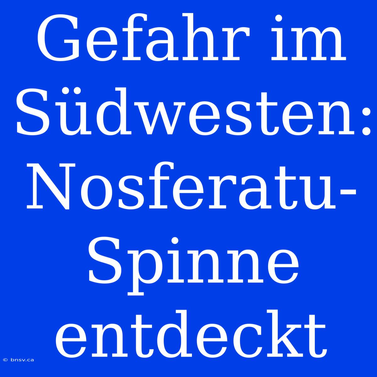 Gefahr Im Südwesten: Nosferatu-Spinne Entdeckt