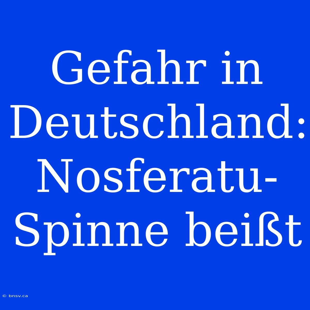 Gefahr In Deutschland: Nosferatu-Spinne Beißt