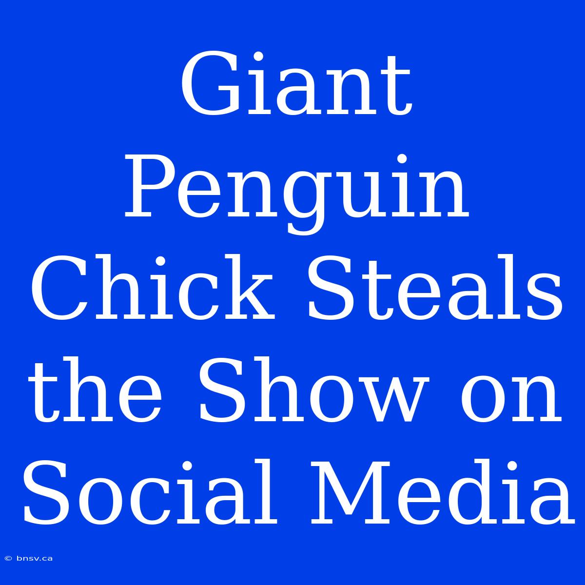 Giant Penguin Chick Steals The Show On Social Media