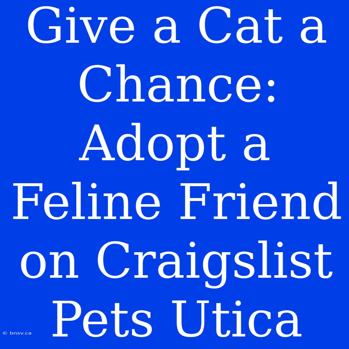 Give A Cat A Chance: Adopt A Feline Friend On Craigslist Pets Utica