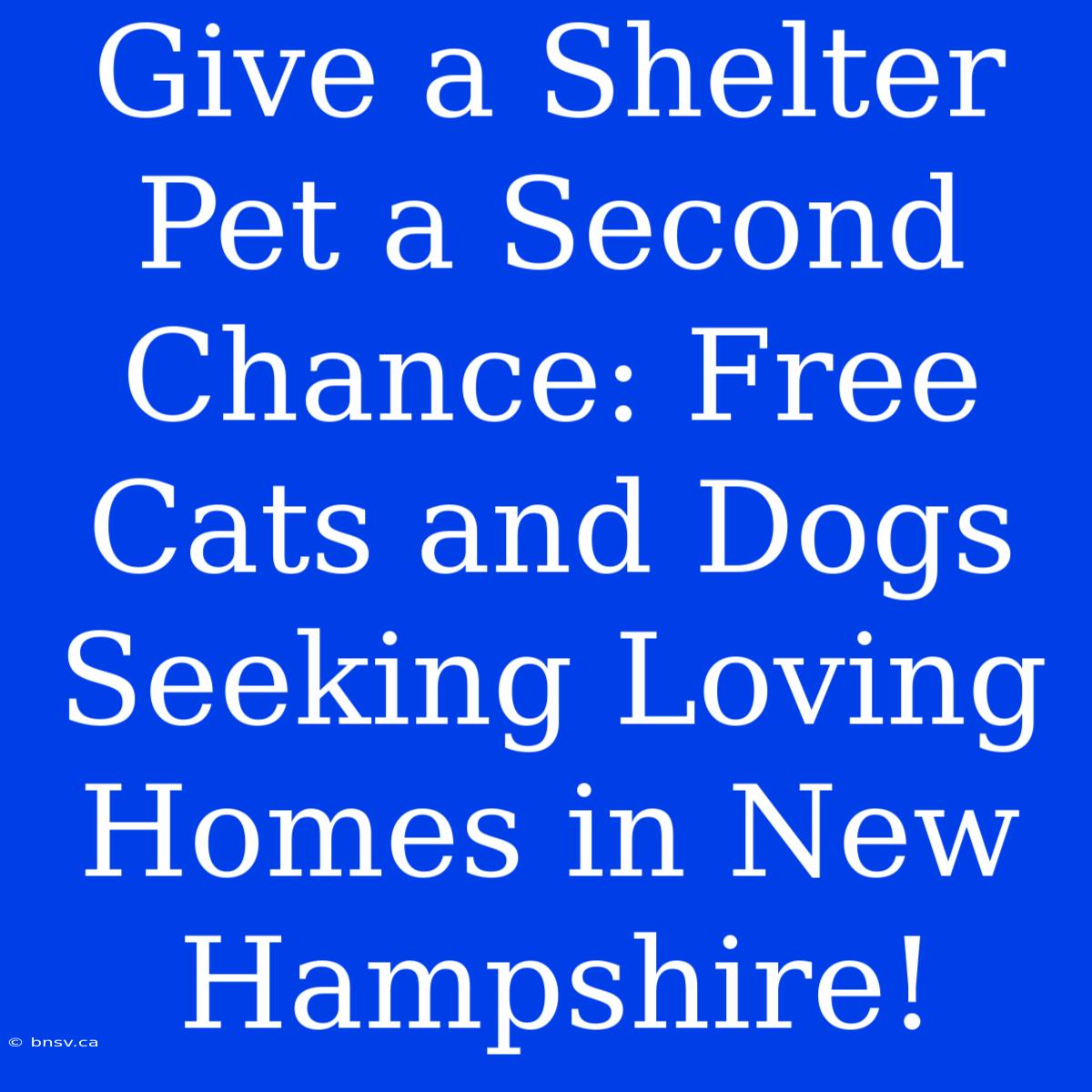 Give A Shelter Pet A Second Chance: Free Cats And Dogs Seeking Loving Homes In New Hampshire!