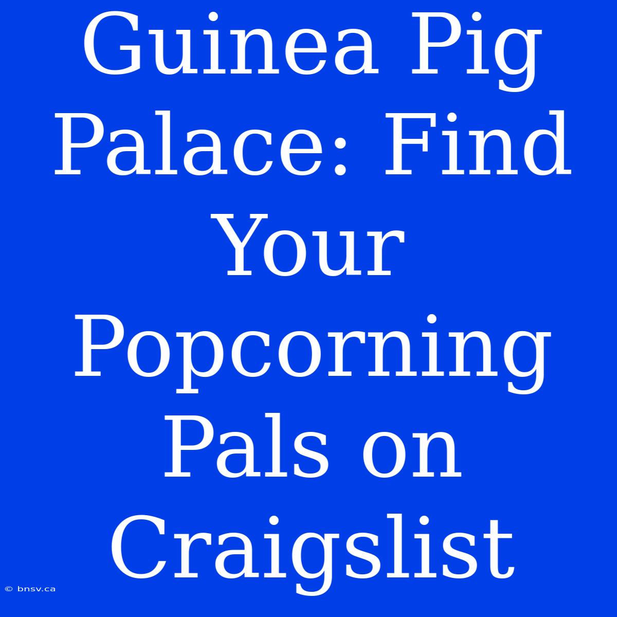 Guinea Pig Palace: Find Your Popcorning Pals On Craigslist