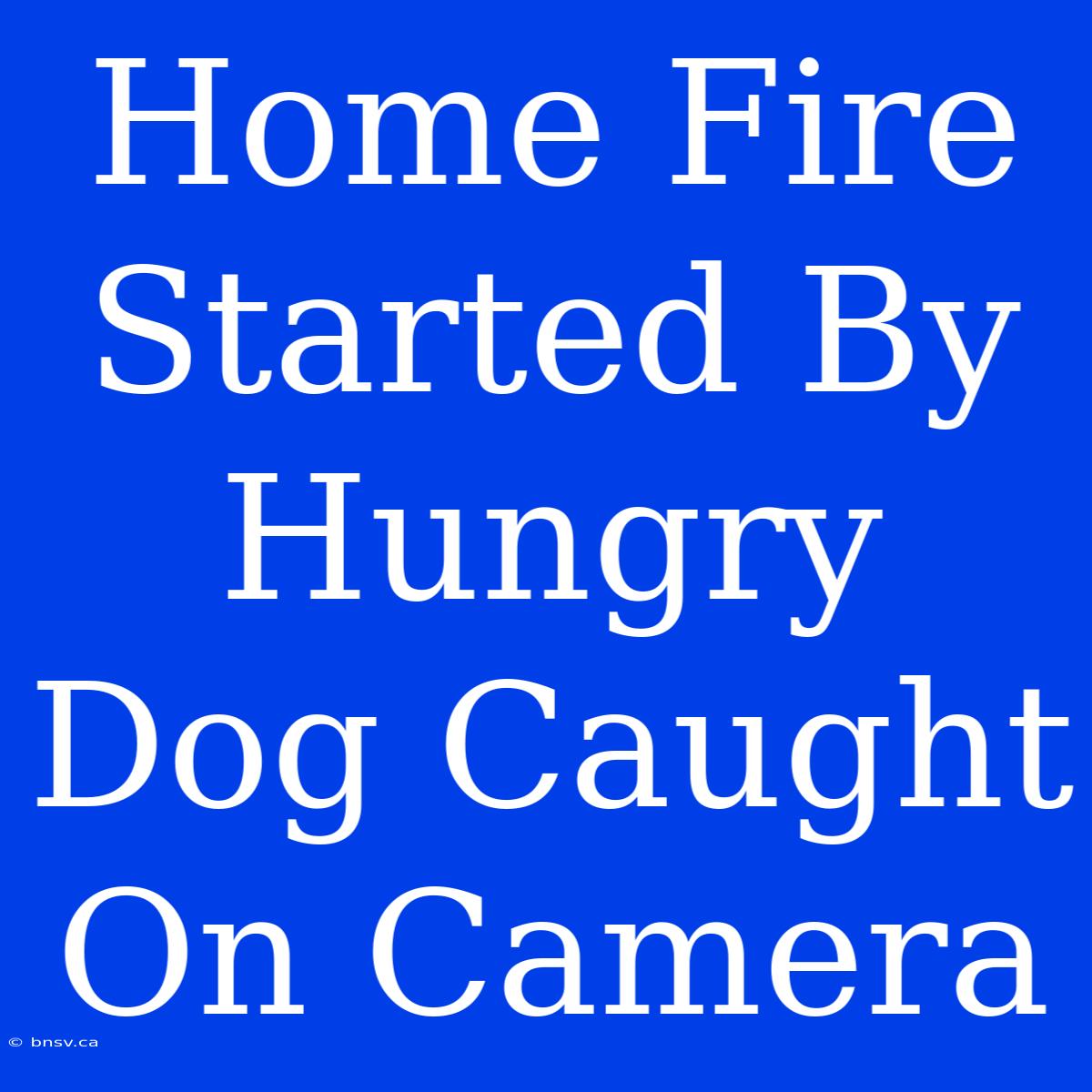 Home Fire Started By Hungry Dog Caught On Camera