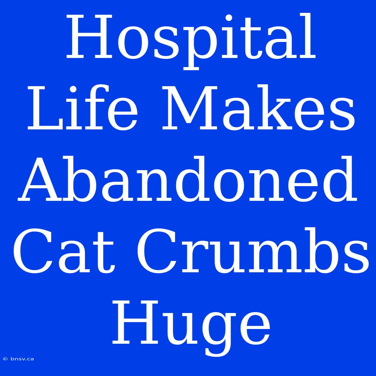 Hospital Life Makes Abandoned Cat Crumbs Huge