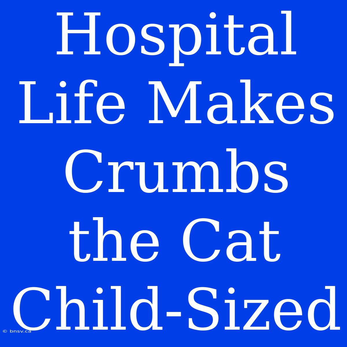 Hospital Life Makes Crumbs The Cat Child-Sized