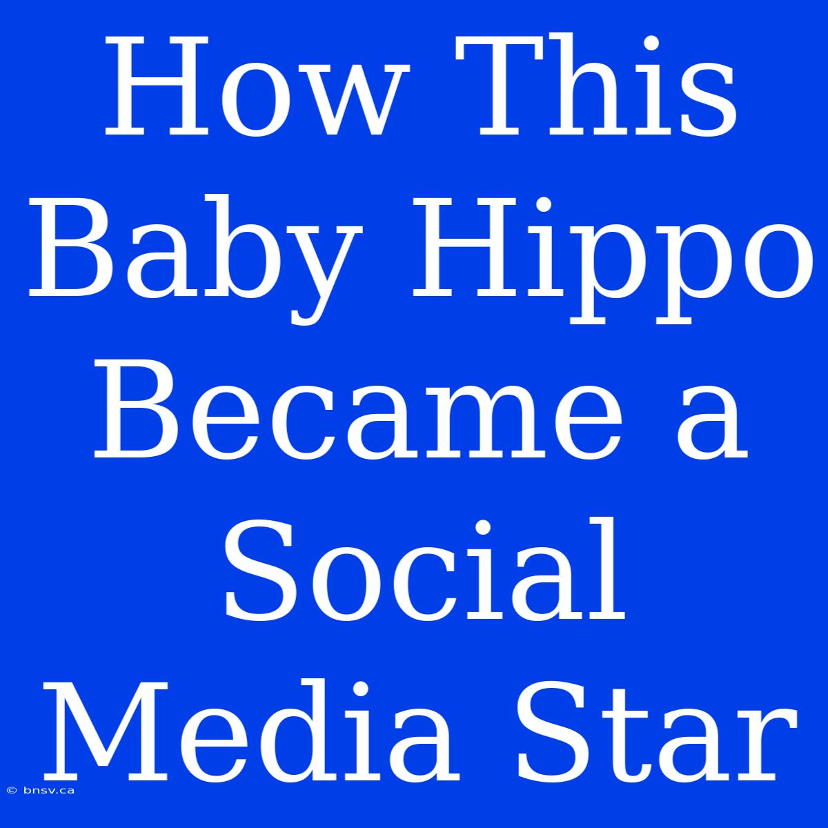 How This Baby Hippo Became A Social Media Star