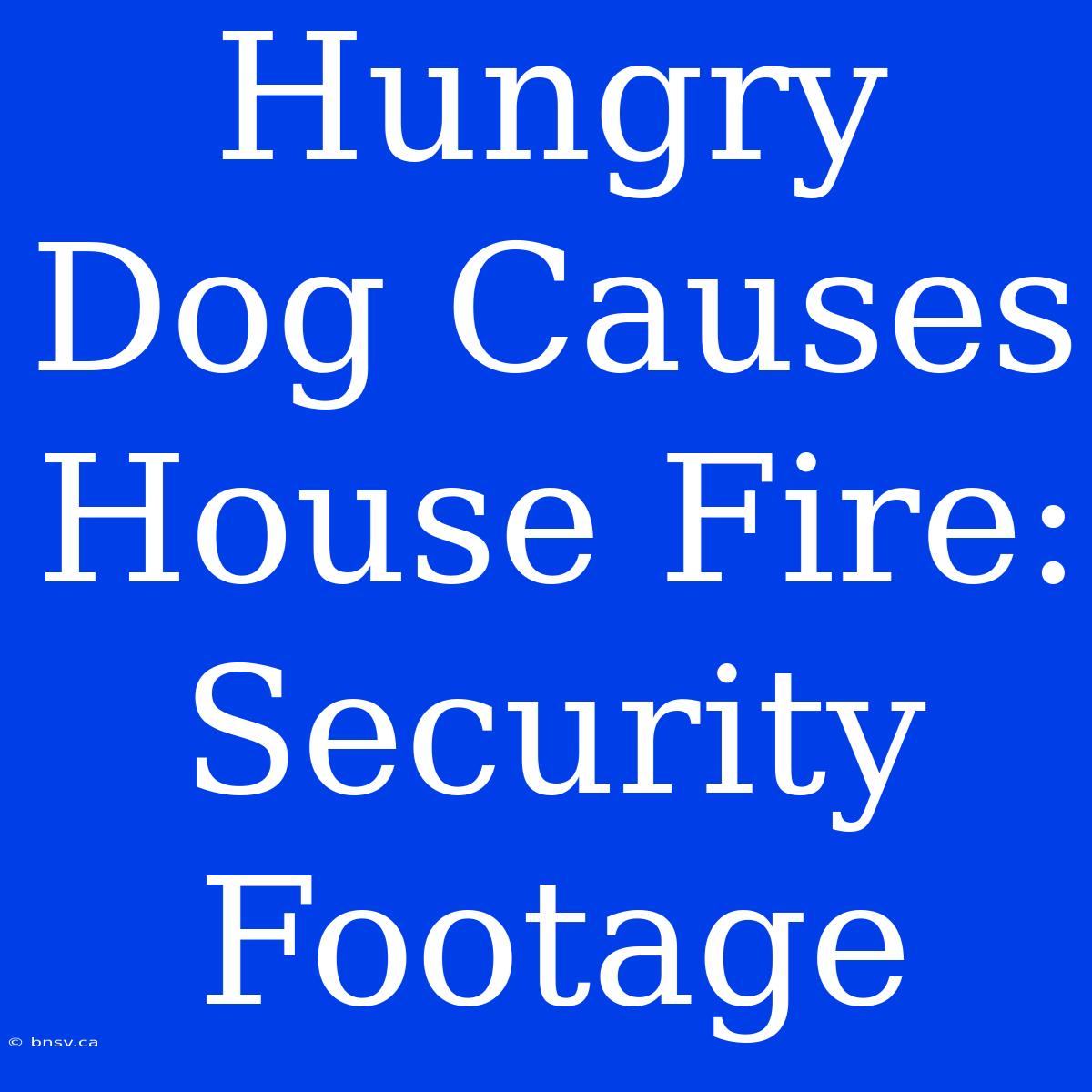 Hungry Dog Causes House Fire: Security Footage