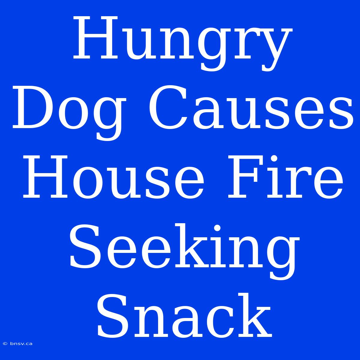 Hungry Dog Causes House Fire Seeking Snack