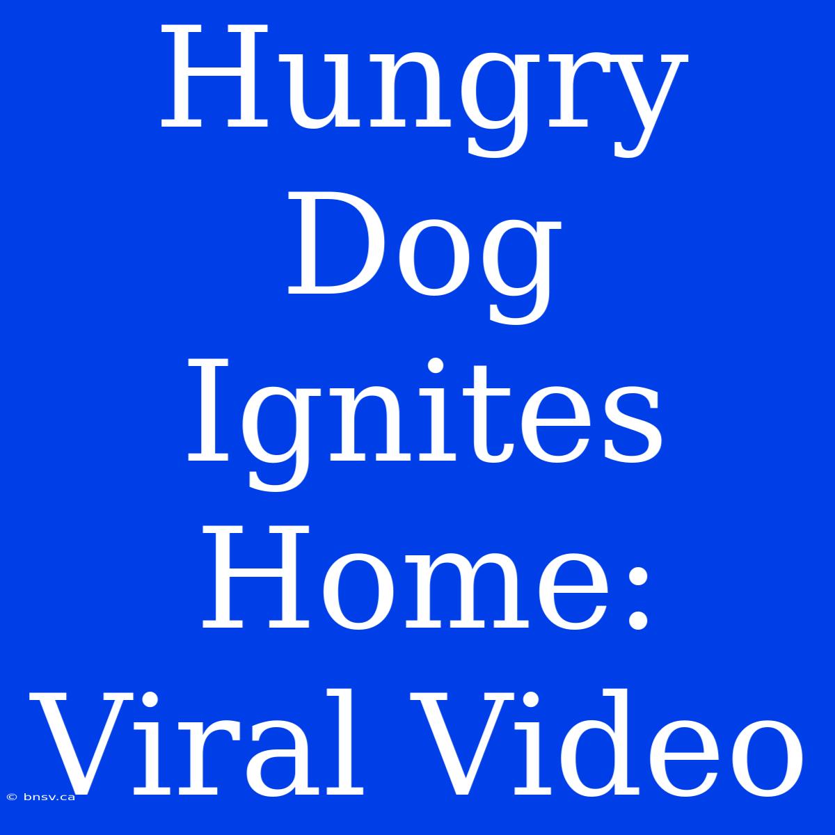 Hungry Dog Ignites Home: Viral Video