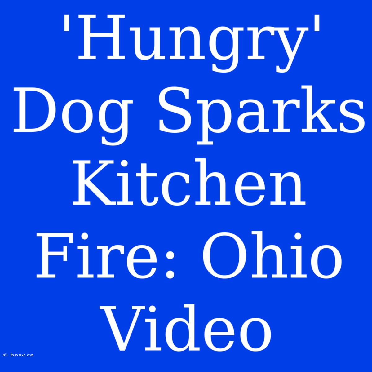 'Hungry' Dog Sparks Kitchen Fire: Ohio Video