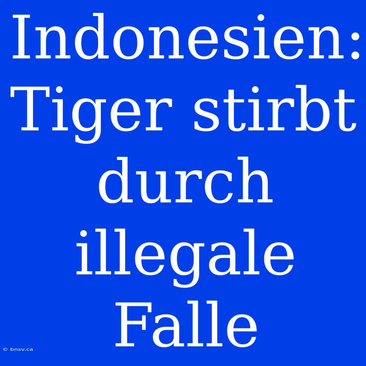 Indonesien: Tiger Stirbt Durch Illegale Falle