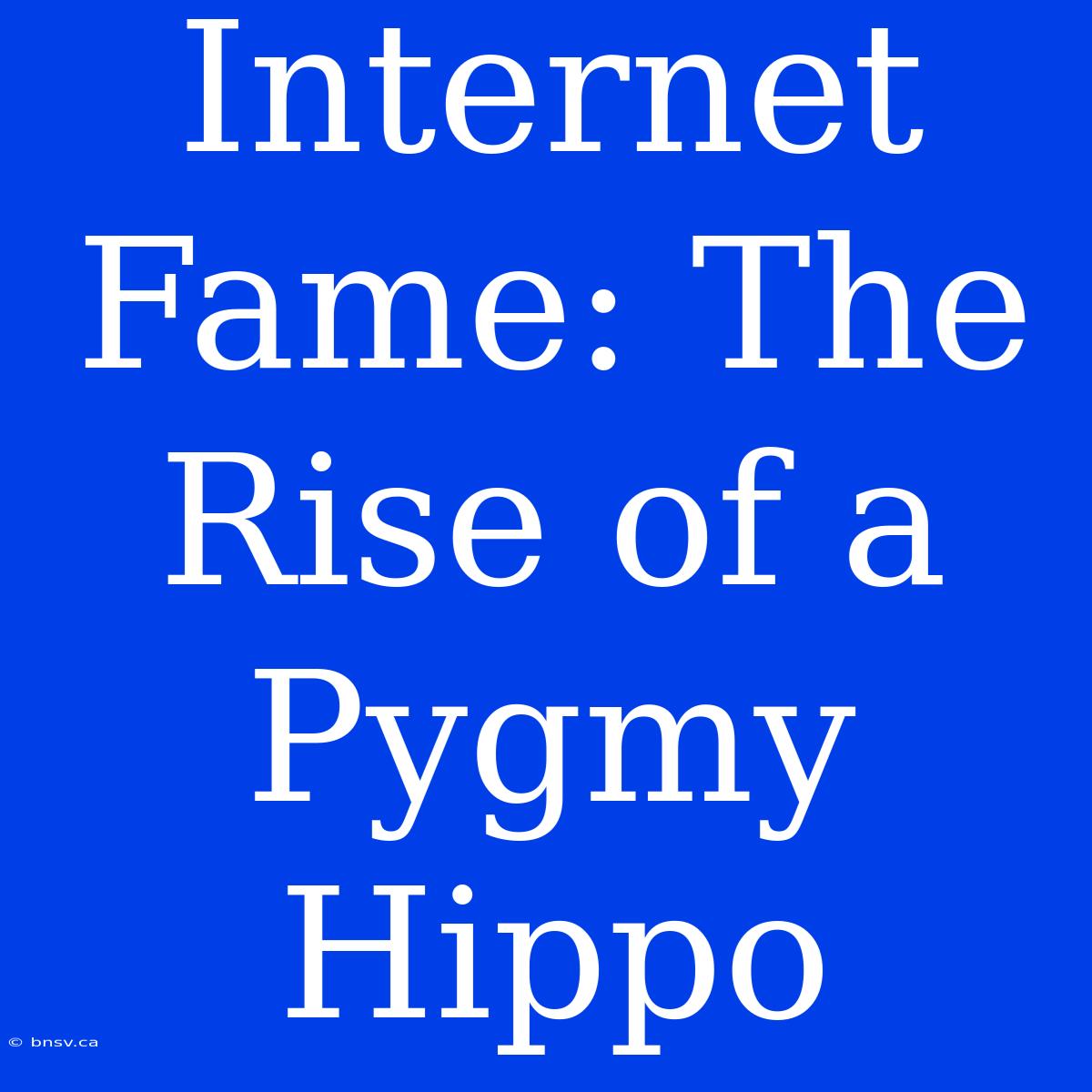 Internet Fame: The Rise Of A Pygmy Hippo