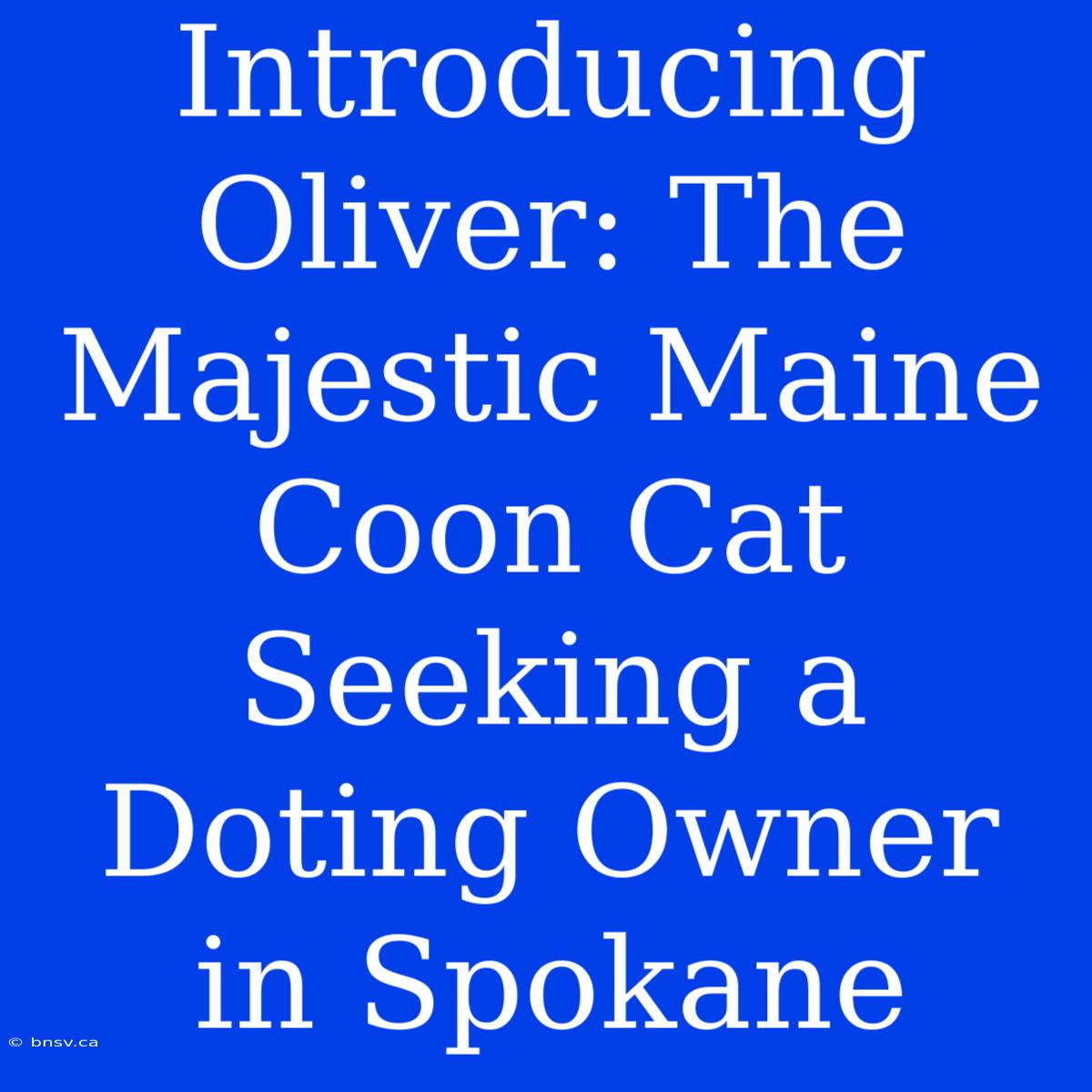 Introducing Oliver: The Majestic Maine Coon Cat Seeking A Doting Owner In Spokane