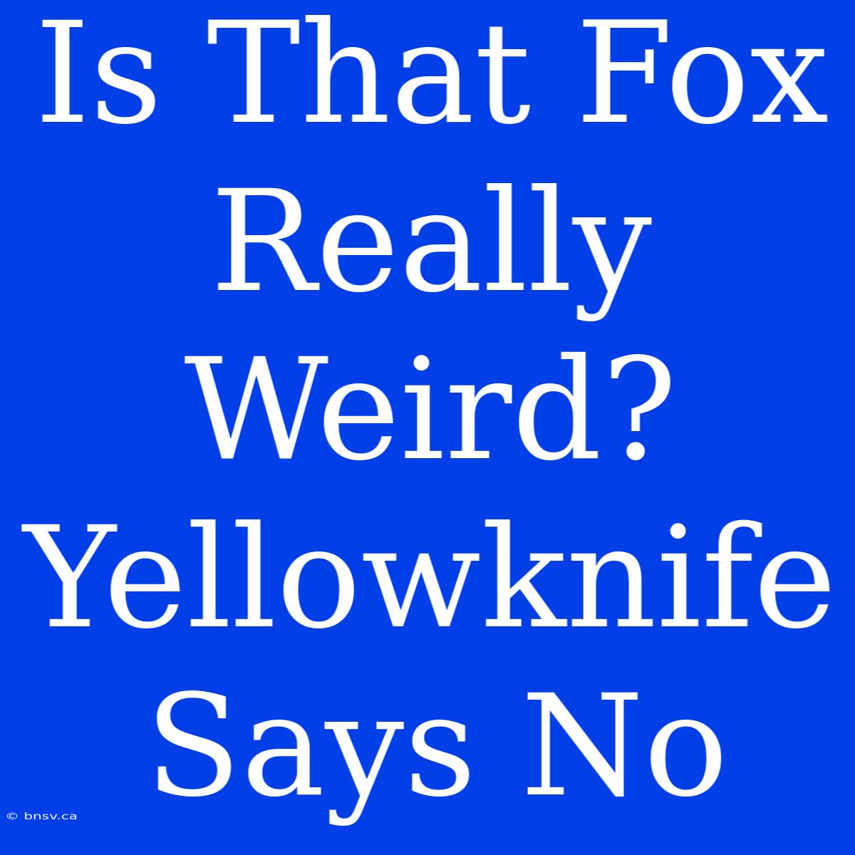 Is That Fox Really Weird? Yellowknife Says No