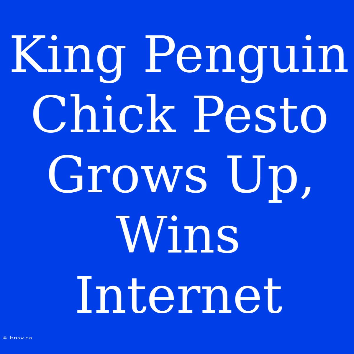 King Penguin Chick Pesto Grows Up, Wins Internet