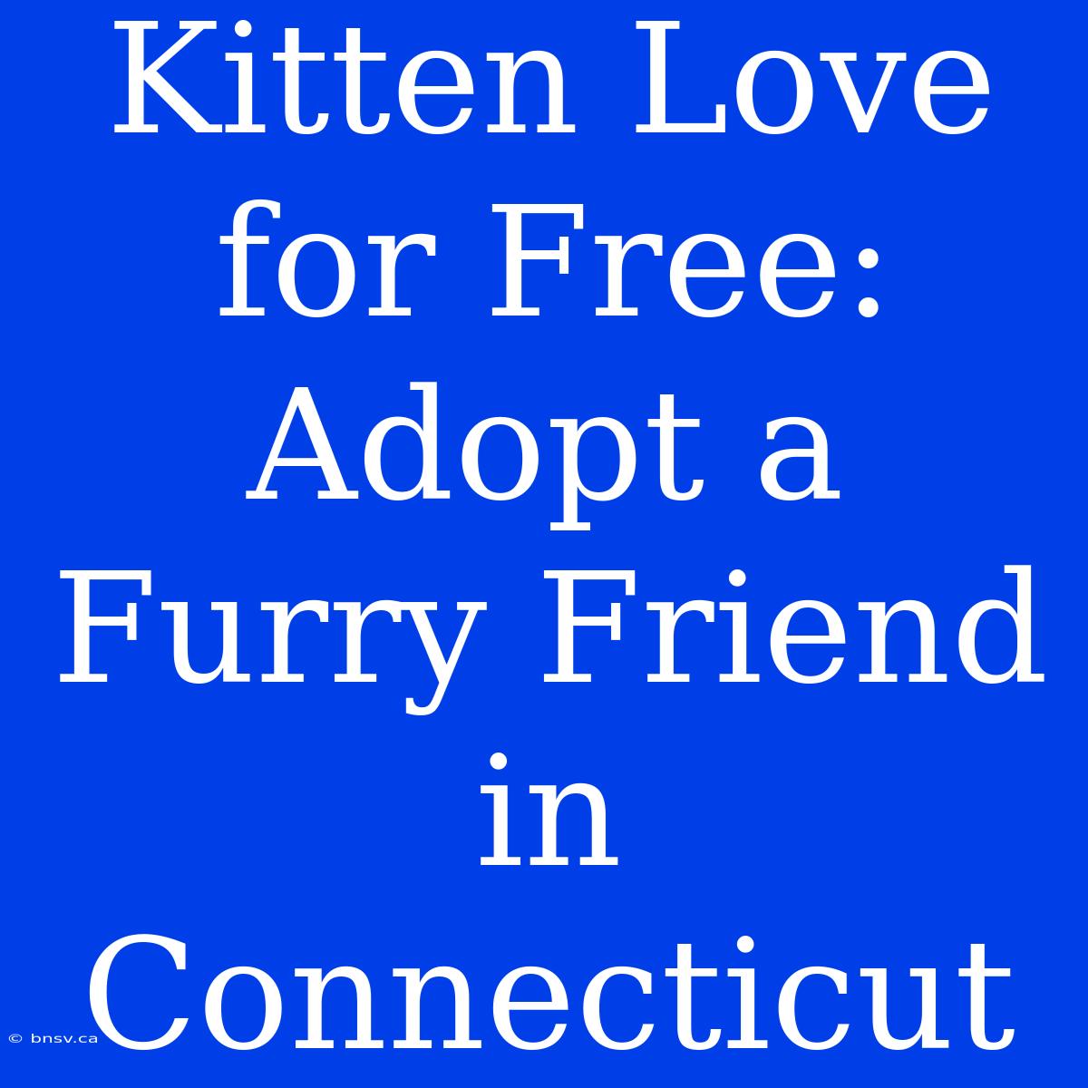 Kitten Love For Free: Adopt A Furry Friend In Connecticut