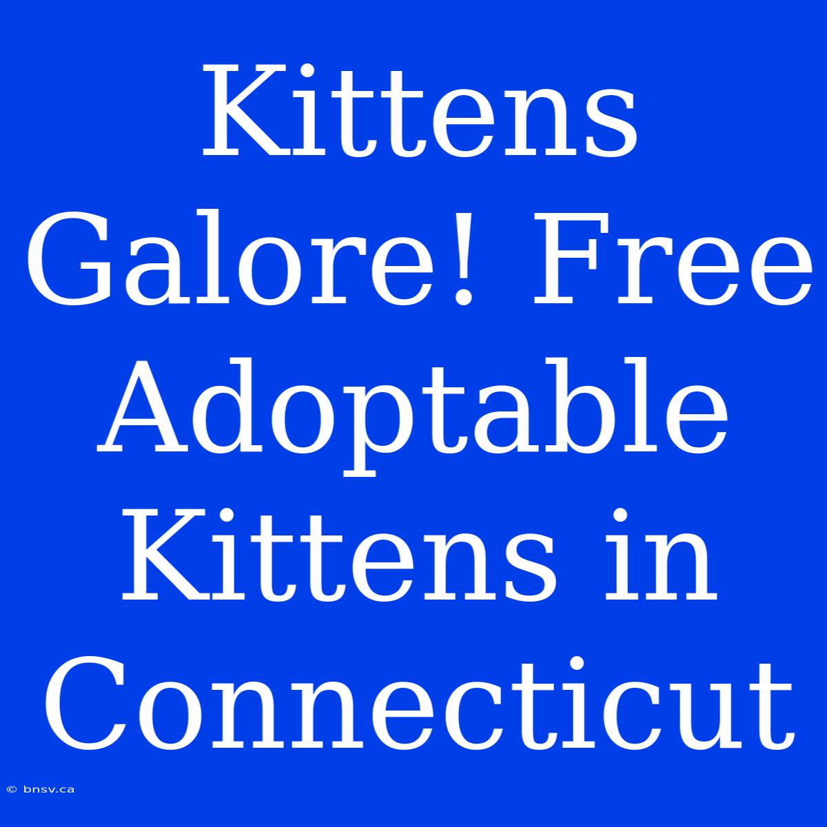 Kittens Galore! Free Adoptable Kittens In Connecticut