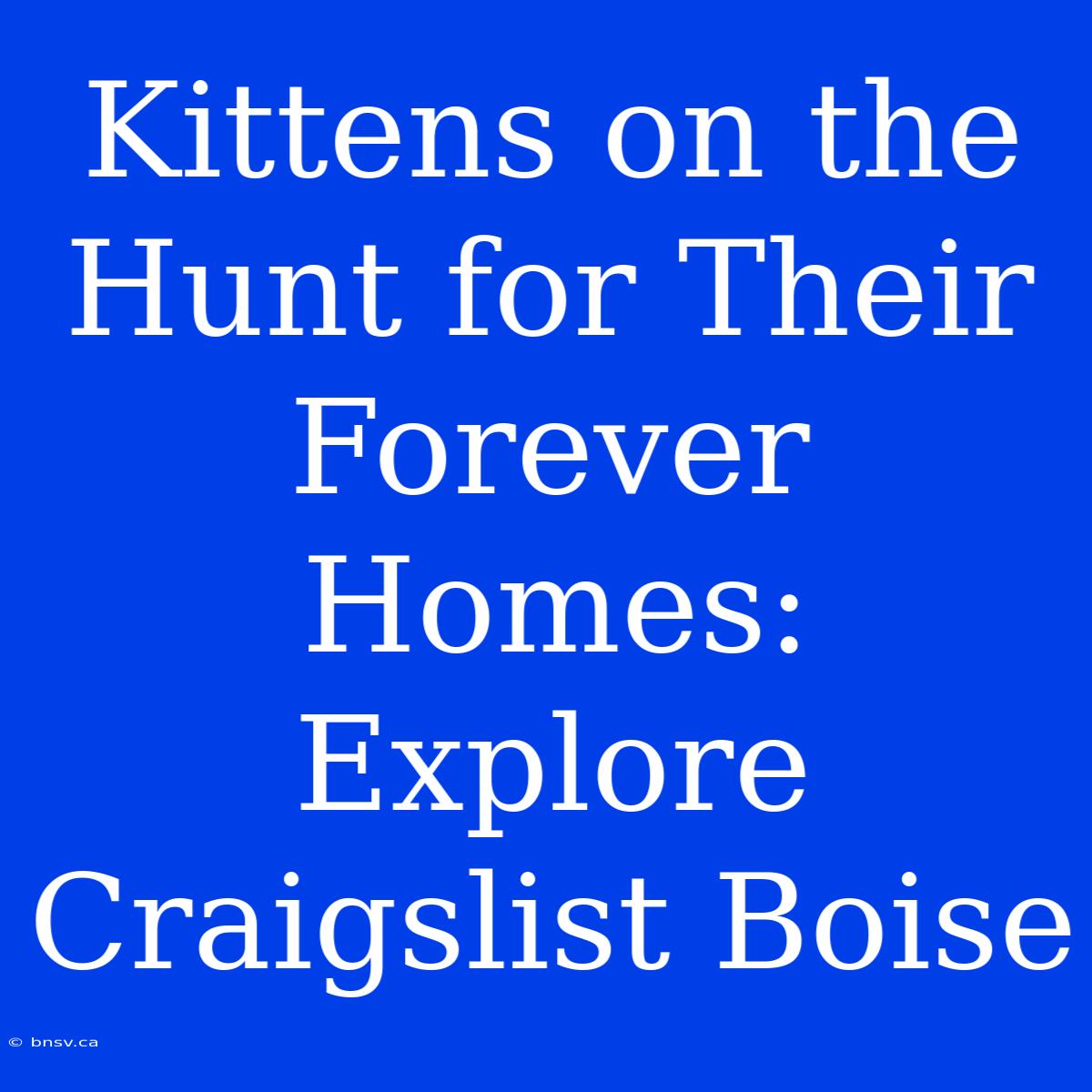 Kittens On The Hunt For Their Forever Homes: Explore Craigslist Boise