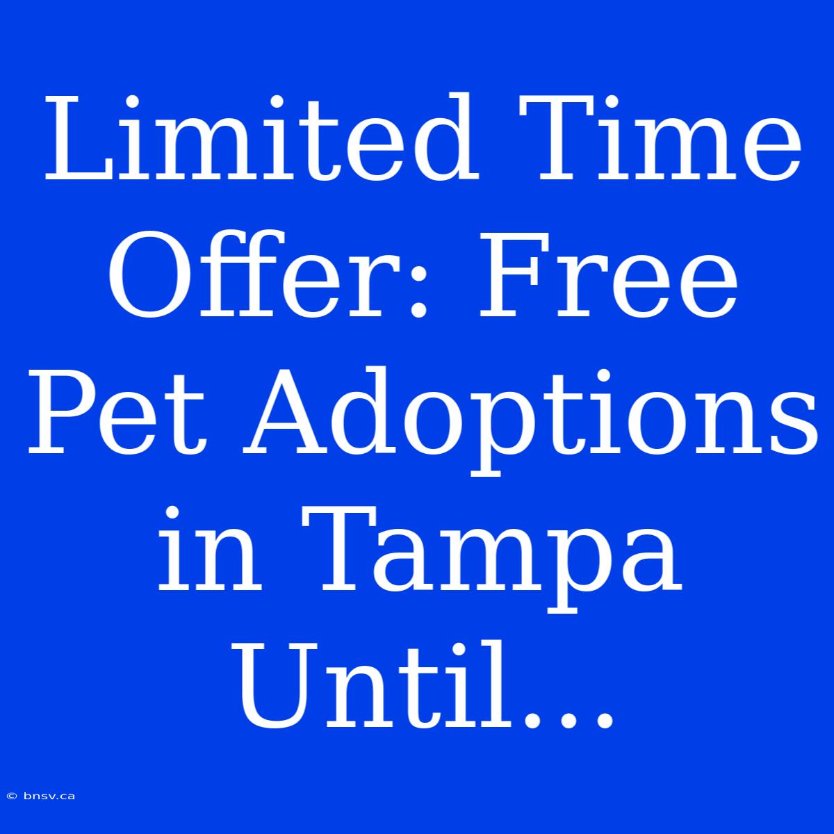 Limited Time Offer: Free Pet Adoptions In Tampa Until...