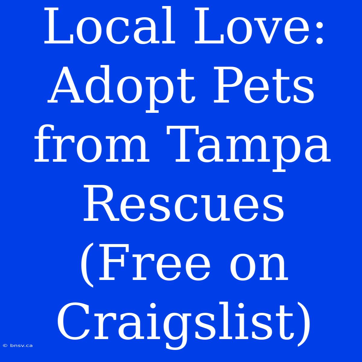 Local Love: Adopt Pets From Tampa Rescues (Free On Craigslist)