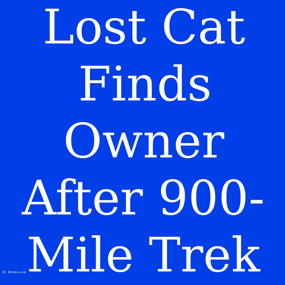 Lost Cat Finds Owner After 900-Mile Trek