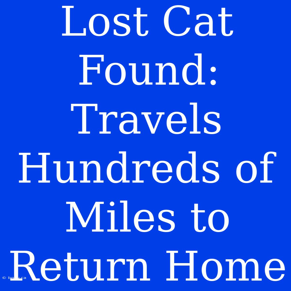 Lost Cat Found: Travels Hundreds Of Miles To Return Home