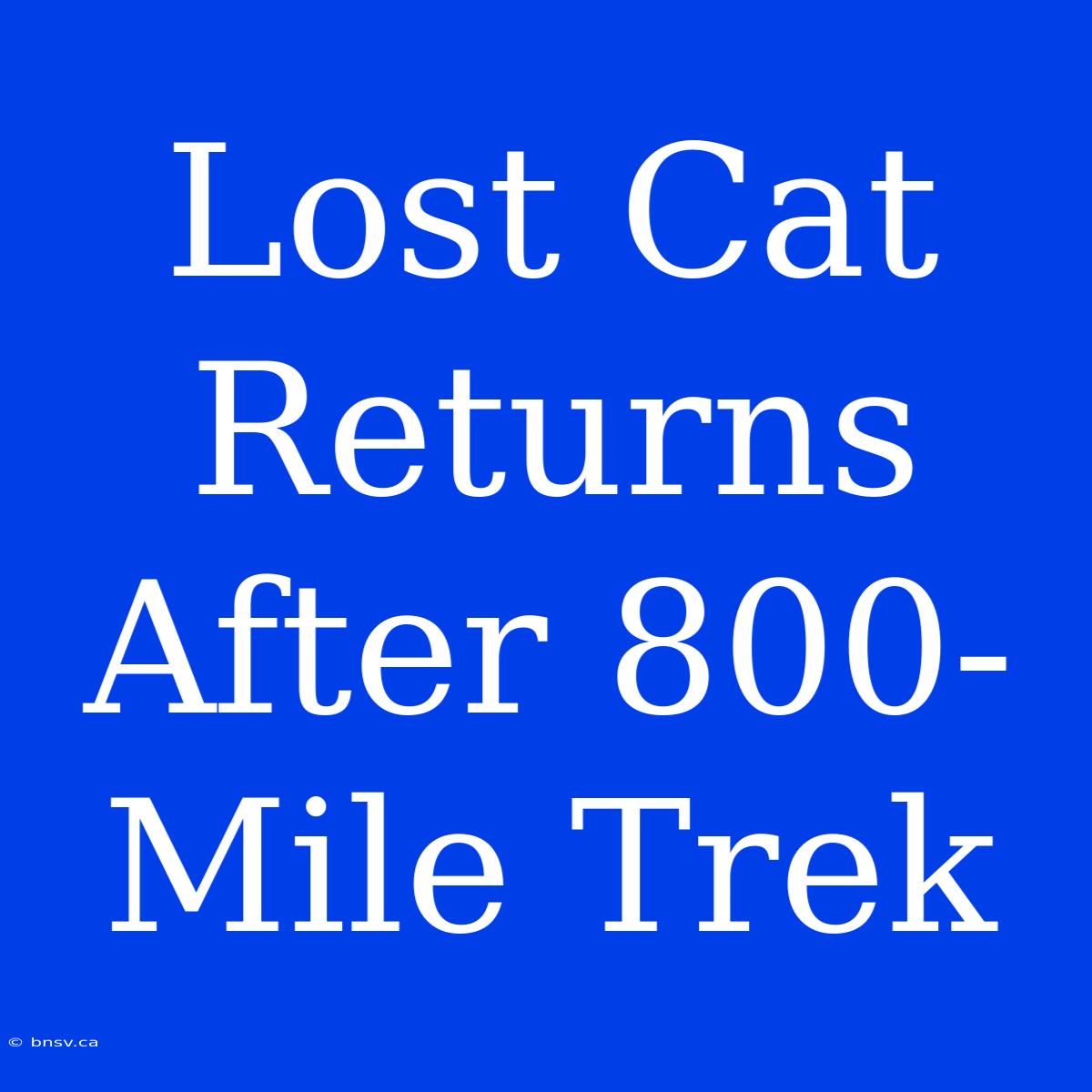 Lost Cat Returns After 800-Mile Trek