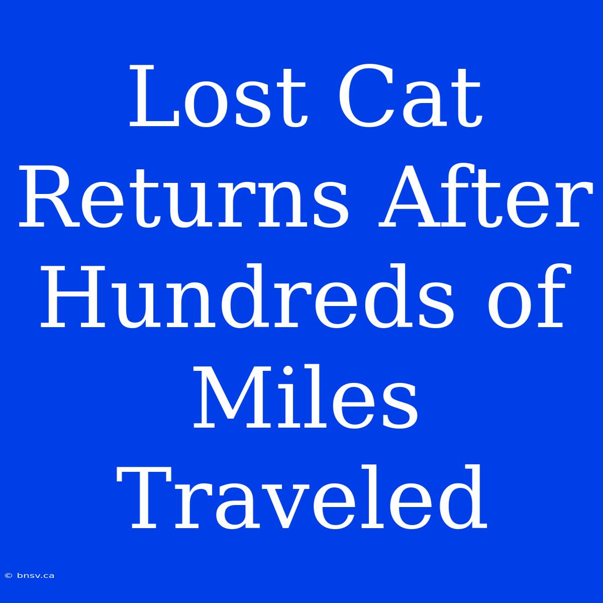 Lost Cat Returns After Hundreds Of Miles Traveled