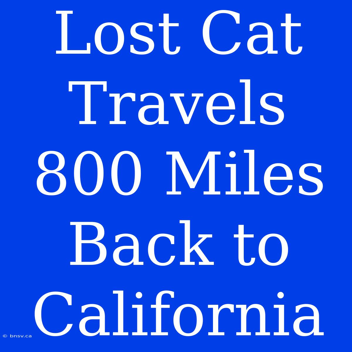 Lost Cat Travels 800 Miles Back To California