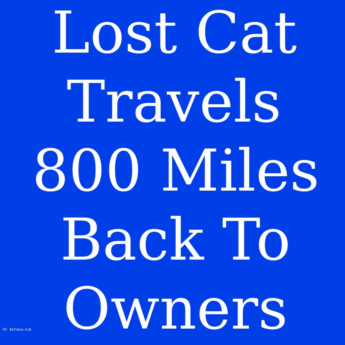 Lost Cat Travels 800 Miles Back To Owners