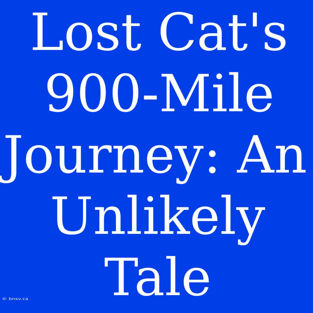 Lost Cat's 900-Mile Journey: An Unlikely Tale