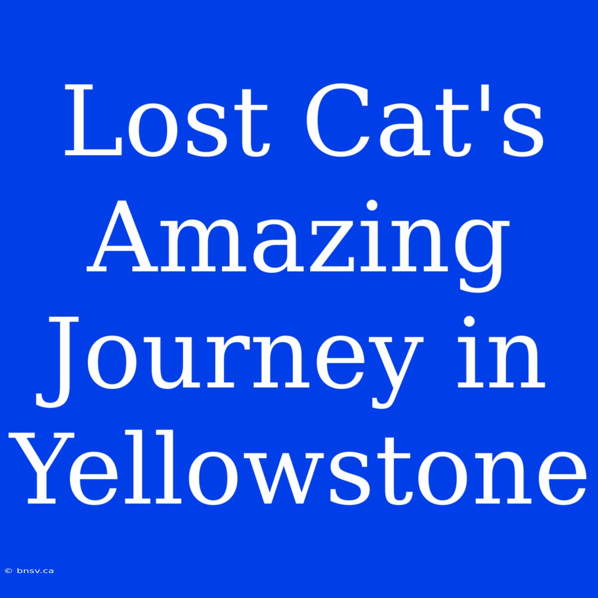 Lost Cat's Amazing Journey In Yellowstone