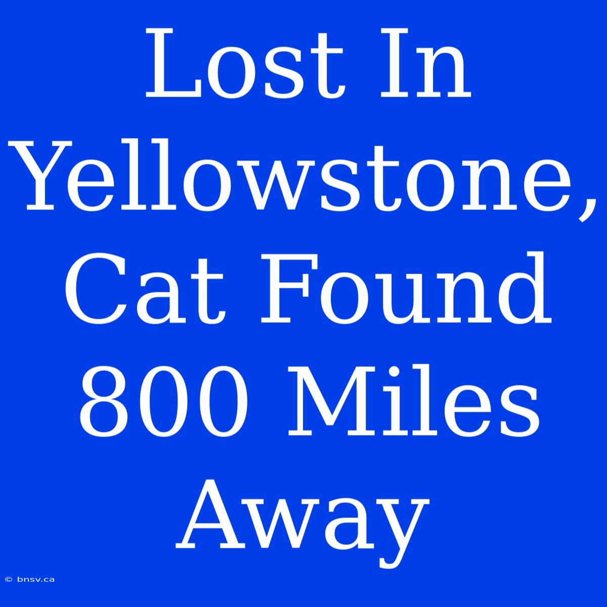 Lost In Yellowstone, Cat Found 800 Miles Away