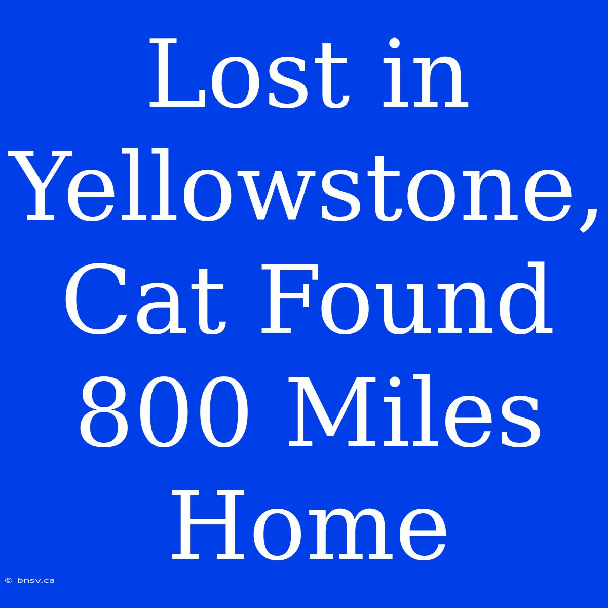 Lost In Yellowstone, Cat Found 800 Miles Home