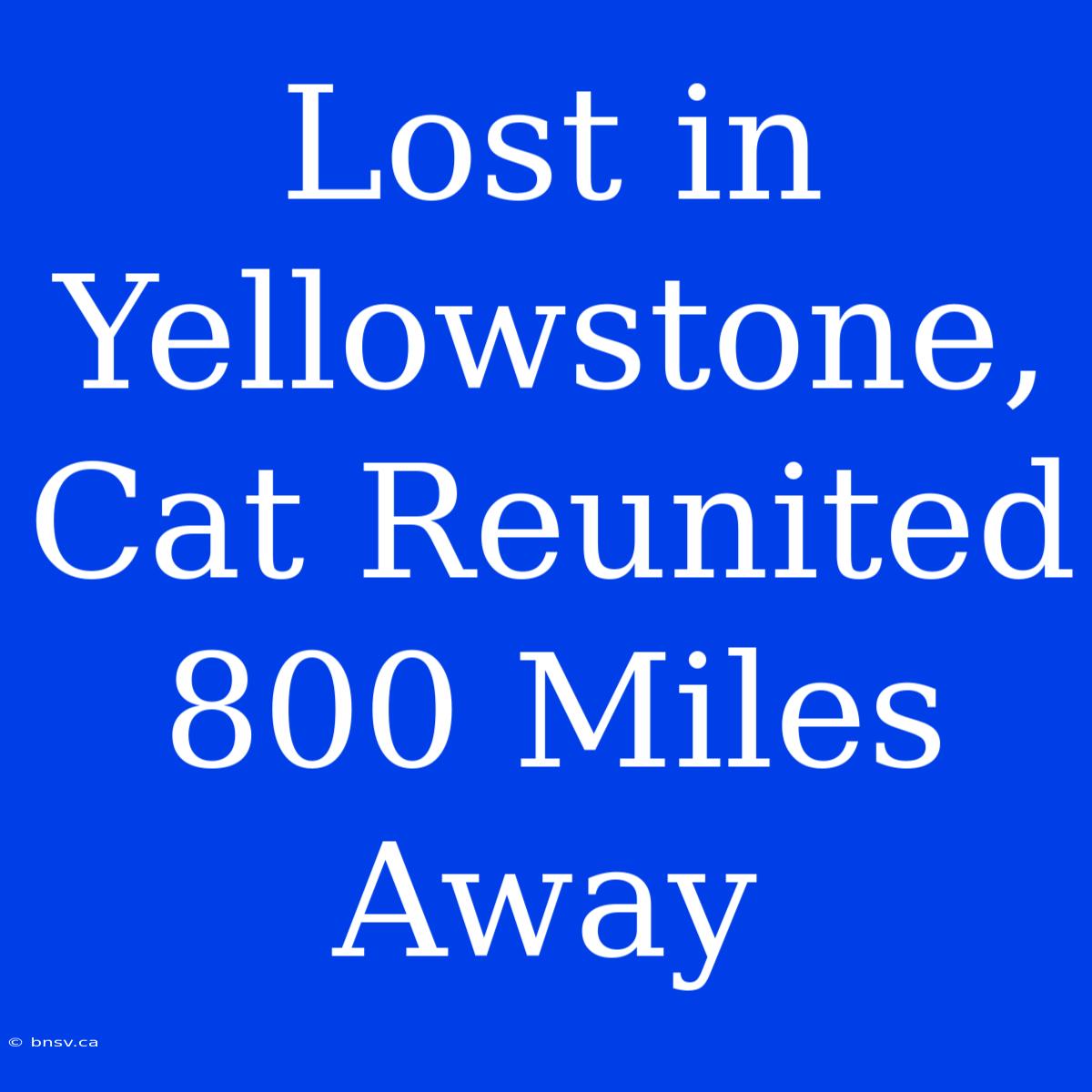 Lost In Yellowstone, Cat Reunited 800 Miles Away