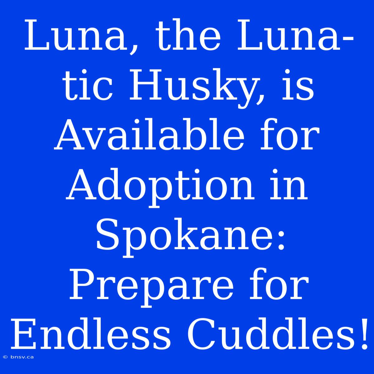 Luna, The Luna-tic Husky, Is Available For Adoption In Spokane: Prepare For Endless Cuddles!