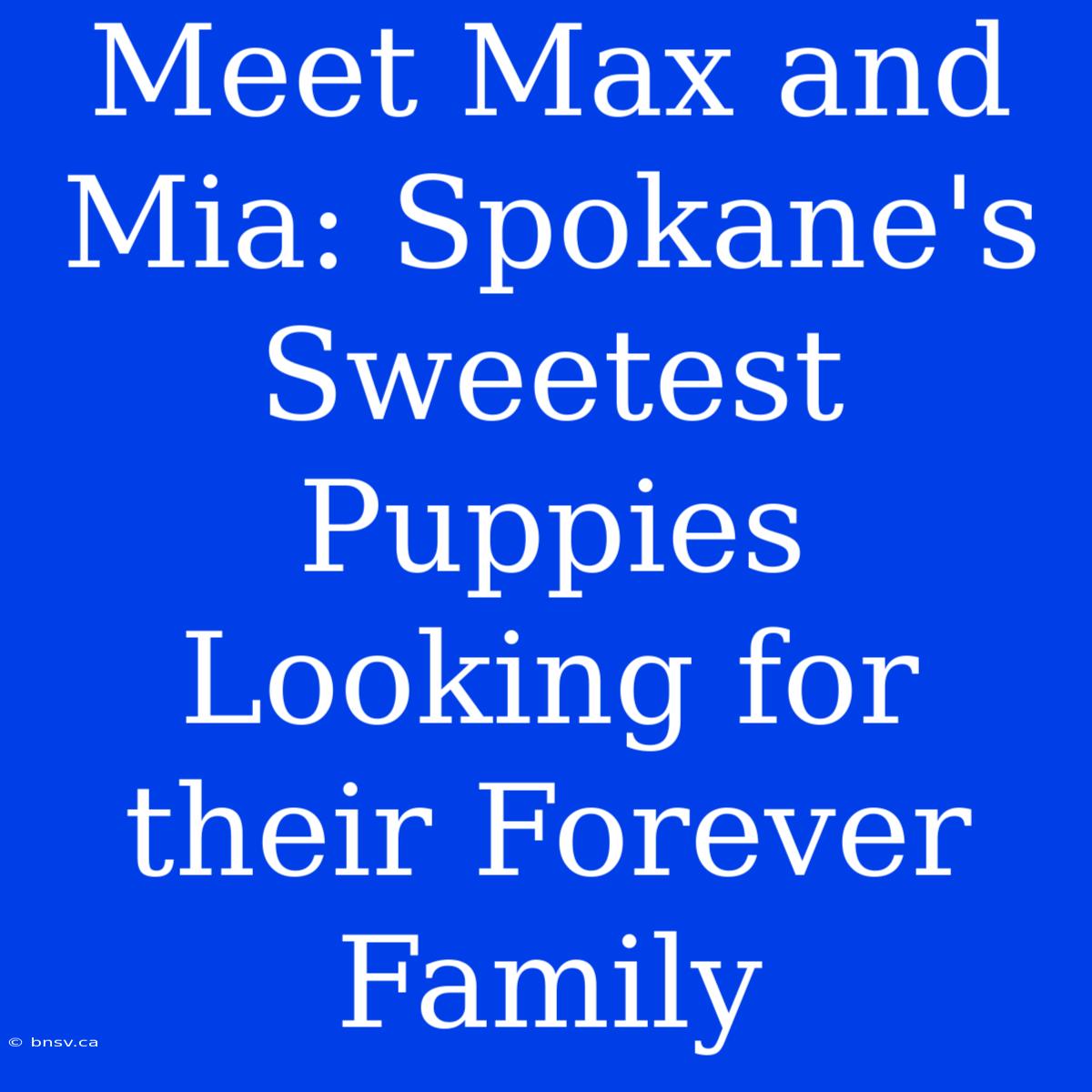 Meet Max And Mia: Spokane's Sweetest Puppies Looking For Their Forever Family