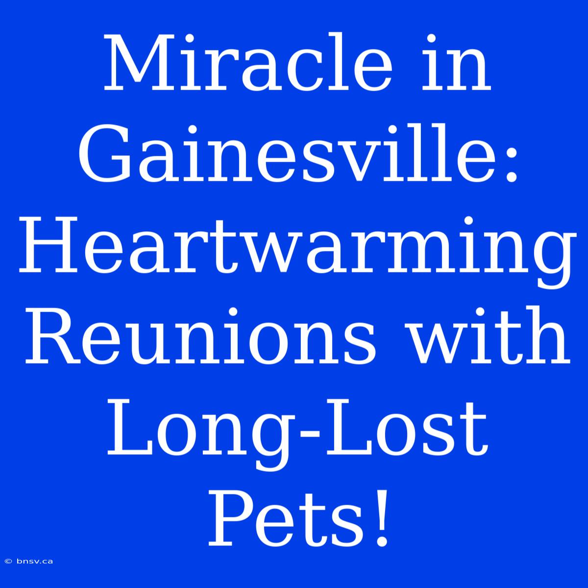 Miracle In Gainesville: Heartwarming Reunions With Long-Lost Pets!