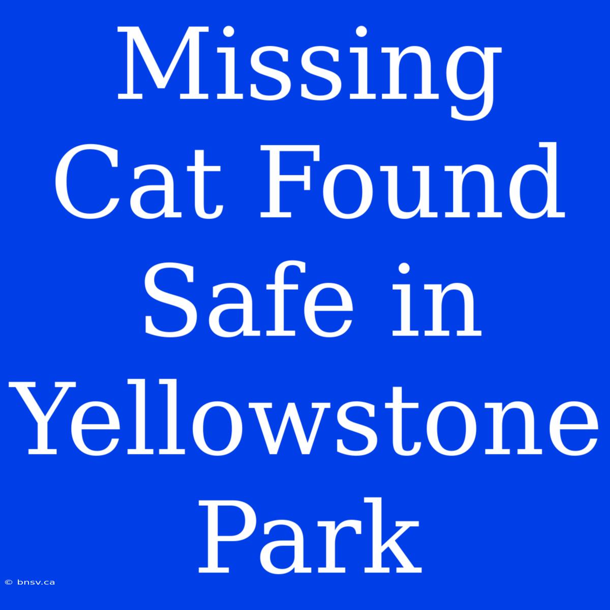 Missing Cat Found Safe In Yellowstone Park