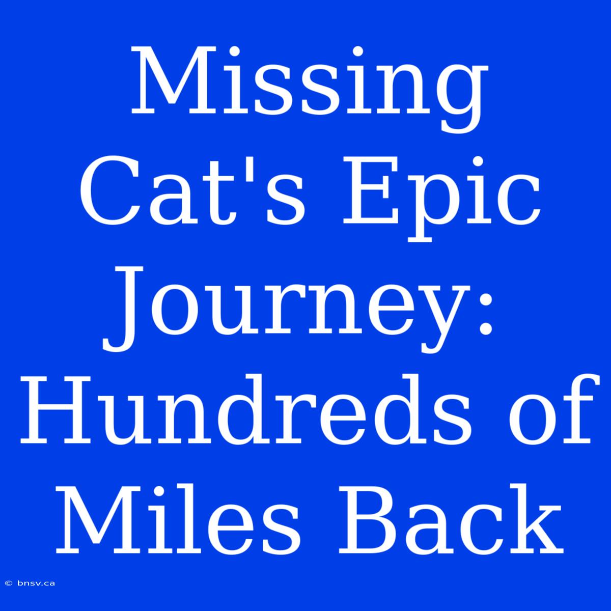 Missing Cat's Epic Journey: Hundreds Of Miles Back